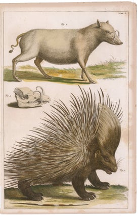 Item nr. 169268 Tusked Boar and Porcupine. Locupletissimi rerum naturalium thesauri accurata...