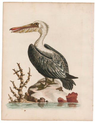 Item nr. 169428 The American Pelican. George Edwards