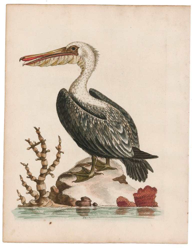 Item nr. 169428 The American Pelican. George Edwards.