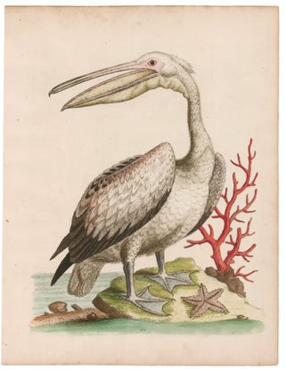 Item nr. 169429 The Pelican. George Edwards