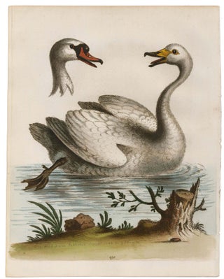 Item nr. 169880 The Wild Swan. George Edwards