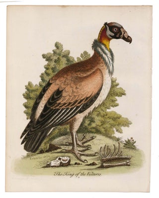 Item nr. 169881 The King of Vultures. George Edwards