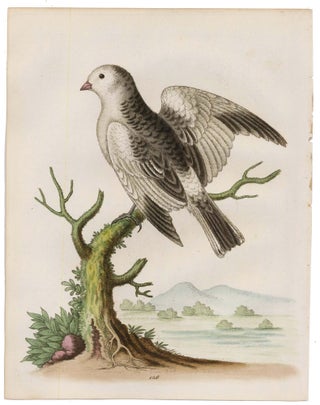 Item nr. 169882 The Snow Bird. George Edwards