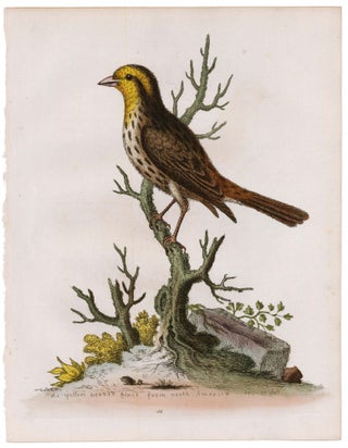 Item nr. 169883 The Yellow Headed Finch of North America. George Edwards