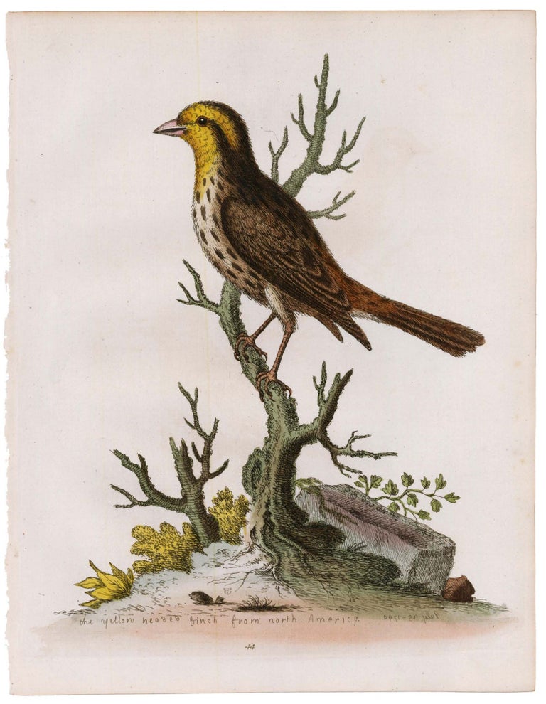 Item nr. 169883 The Yellow Headed Finch of North America. George Edwards.