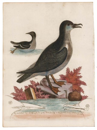 Item nr. 169884 The Guillemot and the Puffin of the Isle of Man. George Edwards