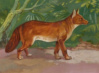 Item nr. 169910 Dhole. Unknown