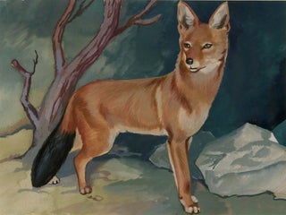 Item nr. 169912 Belgian Golden Jackal. Unknown