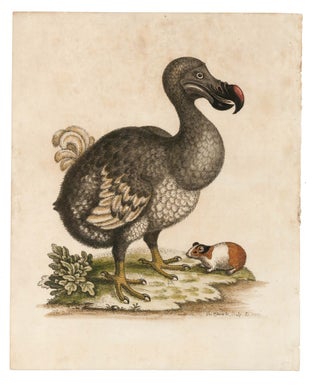 Item nr. 170065 The Dodo. George Edwards
