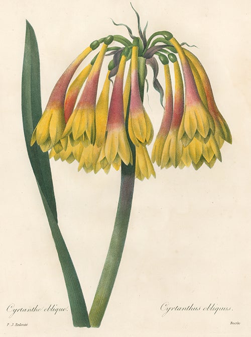 Item nr. 17067 Cyrtanthus Oblique. Choix des Plus Belles Fleurs. PIERRE-JOSEPH REDOUTE.