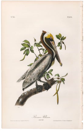 Item nr. 171246 Brown Pelican. (Adult Male). The Birds of America. John James Audubon
