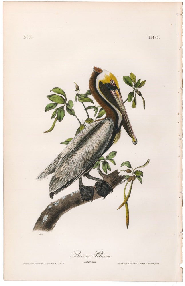 Item nr. 171246 Brown Pelican. (Adult Male). The Birds of America. John James Audubon.