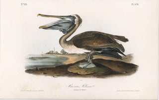 Item nr. 171248 Brown Pelican. (Young first Winter). The Birds of America. John James Audubon