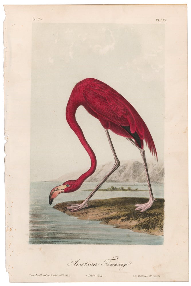 Item nr. 171250 American Flamingo. The Birds of America. John James Audubon.