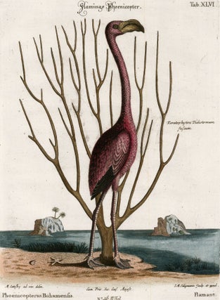 Item nr. 172187 Phoenicopterus Bahamensis (Flamingo). Mark Catesby