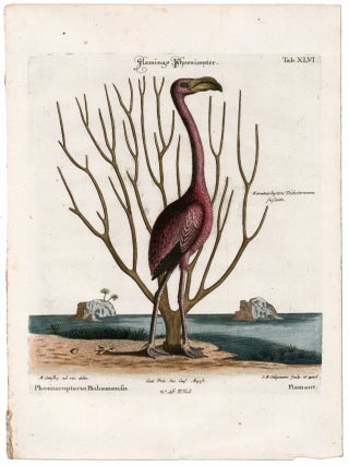Phoenicopterus Bahamensis (Flamingo).