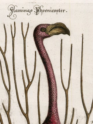 Phoenicopterus Bahamensis (Flamingo).