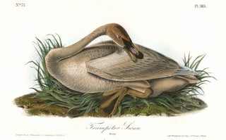 Item nr. 172203 Trumpeter Swan. The Birds of America. John James Audubon