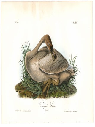 Trumpeter Swan. The Birds of America.