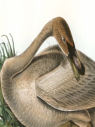 Trumpeter Swan. The Birds of America.