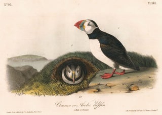 Item nr. 172204 Common or Arctic Puffin. The Birds of America. John James Audubon