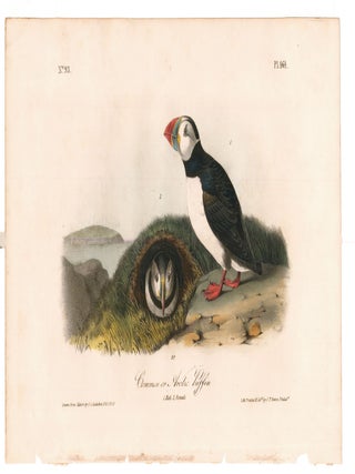 Common or Arctic Puffin. The Birds of America.