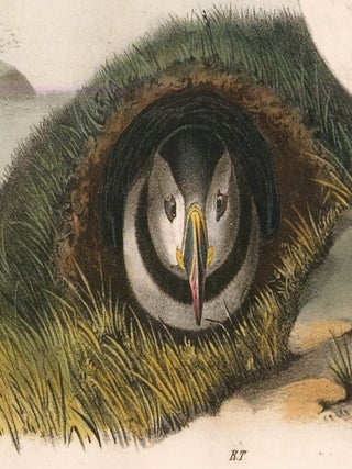 Common or Arctic Puffin. The Birds of America.