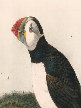 Common or Arctic Puffin. The Birds of America.