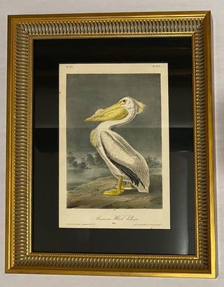 Item nr. 172267 American White Pelican.The Birds of America. John James Audubon