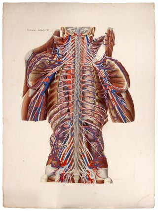 Item nr. 173349 Anatomia Universa: Anatomiae Universae Pauli Mascagni Icones. Viscera Tabula VII....