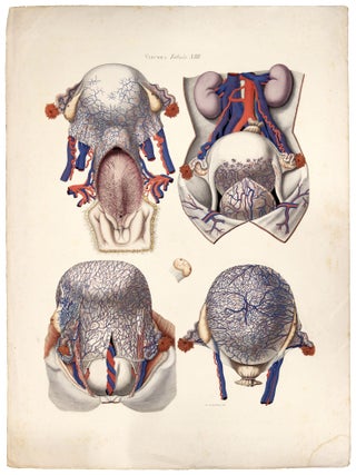 Item nr. 173350 Anatomia Universa: Anatomiae Universae Pauli Mascagni Icones. Viscera Tabula...