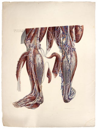 Item nr. 173351 Anatomia Universa: Anatomiae Universae Pauli Mascagni Icones. Str. Secund: T.III....