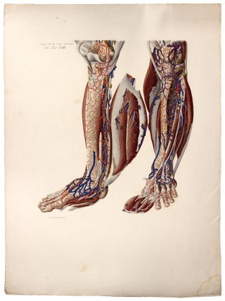 Item nr. 173352 Anatomia Universa: Anatomiae Universae Pauli Mascagni Icones. Str. Tert. T.III....