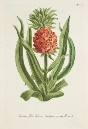 Item nr. 50011 Ananas Folio Latiore. Phytanthoza Iconographia. Johann Wilhelm Weinmann