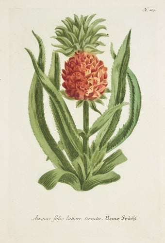 Item nr. 50011 Ananas Folio Latiore. Phytanthoza Iconographia. Johann Wilhelm Weinmann.