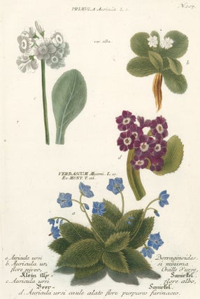 Item nr. 50017 Auricula ursis Borraginoides. Phytanthoza Iconographia. Johann Wilhelm Weinmann