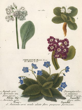 Auricula ursis Borraginoides. Phytanthoza Iconographia.