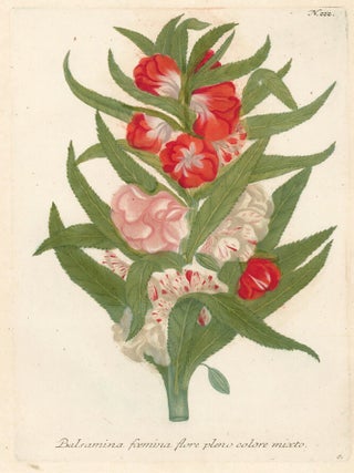Item nr. 50020 Balsamina. Phytanthoza Iconographia. Johann Wilhelm Weinmann
