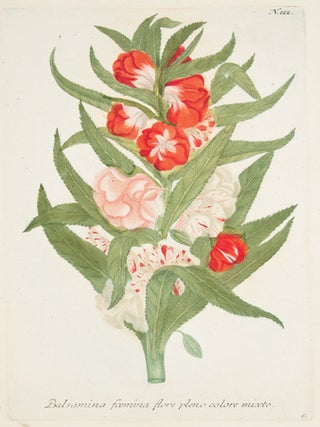 Balsamina. Phytanthoza Iconographia.