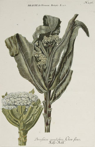 Item nr. 50022 Brassica cauliflora. Phytanthoza Iconographia. Johann Wilhelm Weinmann.