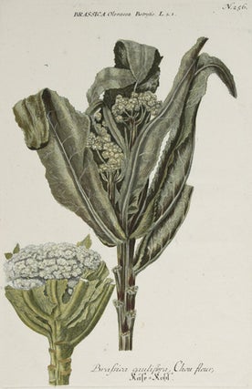 Brassica cauliflora. Phytanthoza Iconographia.