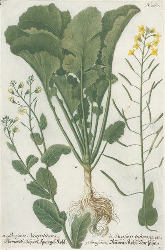 Item nr. 50026 Brassica Neapolitana. Phytanthoza Iconographia. Johann Wilhelm Weinmann.