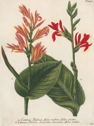 Item nr. 50030 Canna Indica, Phytanthoza Iconographia. Johann Wilhelm Weinmann
