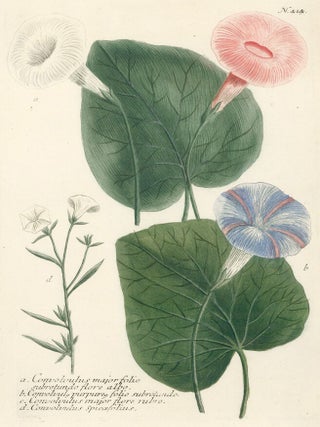Item nr. 50042 Convolvulus major. Phytanthoza Iconographia. Johann Wilhelm Weinmann