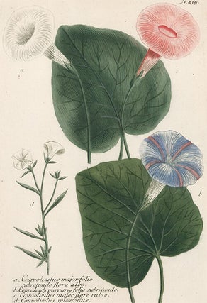 Convolvulus major. Phytanthoza Iconographia.