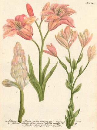 Item nr. 50058 Lilium album. Phytanthoza Iconographia. Johann Wilhelm Weinmann
