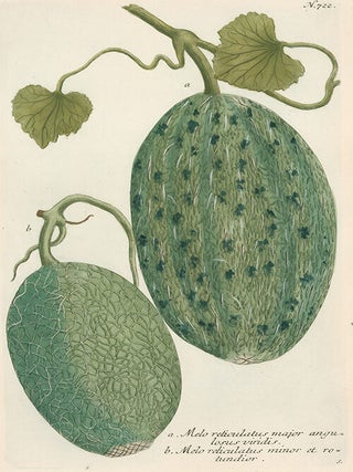 Melo Reticulatus. Phytanthoza Iconographia.