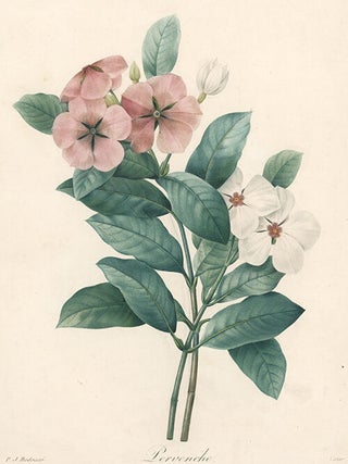Item nr. 50867 Pervenche. Choix Des Plus Belles Fleurs. Pierre-Joseph Redoute, Paris, stipple...