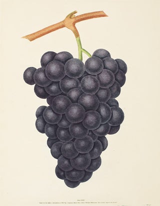 Item nr. 51098 Pl. 38. Hamburgh Grapes. Pomona Britannica. George Brookshaw