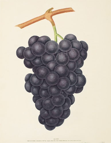 Item nr. 51098 Pl. 38. Hamburgh Grapes. Pomona Britannica. George Brookshaw.